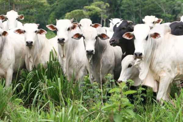 rea com suspeita de vaca louca tem inspeo precria