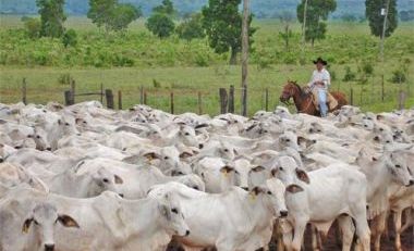 ACRIMAT emite Nota sobre o resultado dos testes do Mal da Vaca Louca em MT