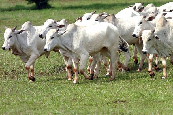 Mais trs pases restringem a compra de carne de MT