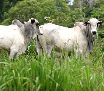 Cai preo do gado em 4 regies no Mato Grosso