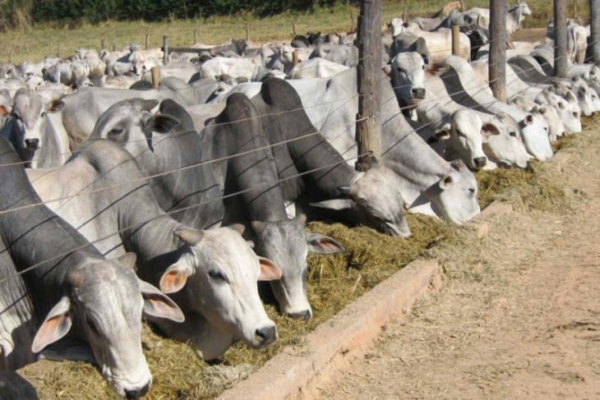 Cai preo do gado em 4 regies no Mato Grosso