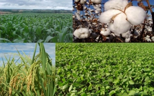 Mato Grosso segue com maior renda agrcola nacional