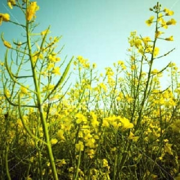 Canola vira alternativa ante incerteza no trigo