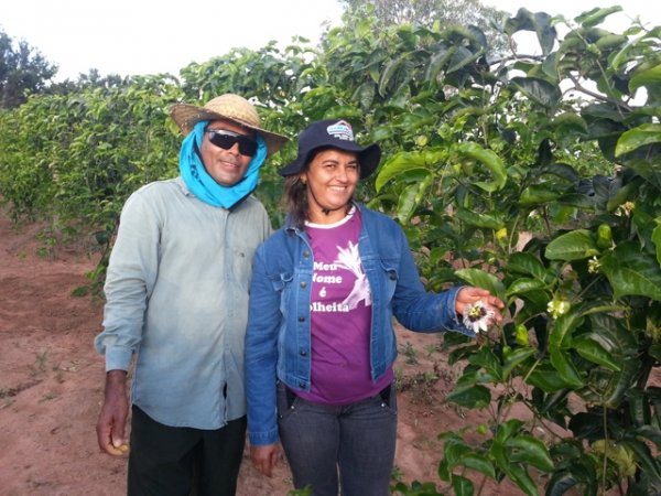 Maracuj comea se tornar realidade e gerar renda para agricultura familiar