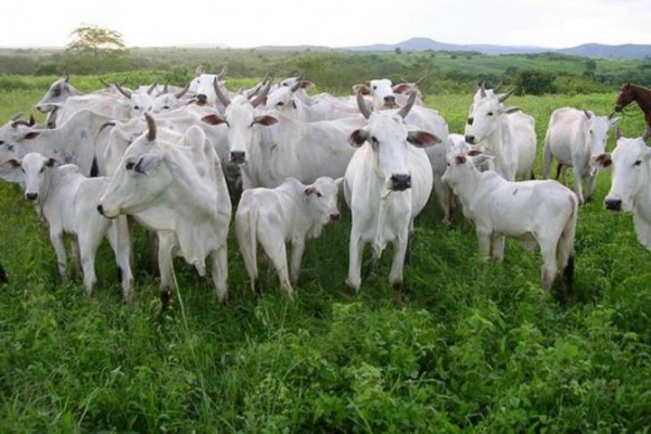 Mato Grosso do Sul deve arrecadar R$ 19 bilhes com a pecuria e gros