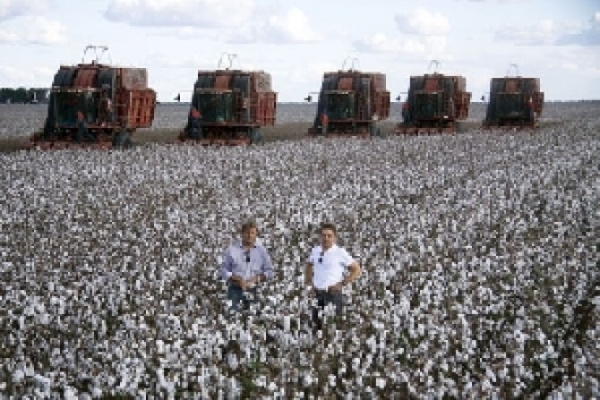 Colheita lenta e alta no exterior limitam queda do algodo no Brasil