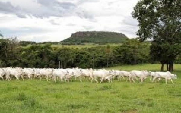 Agronegcio e Solidariedade marcam a segunda edio da Expo Figueiro