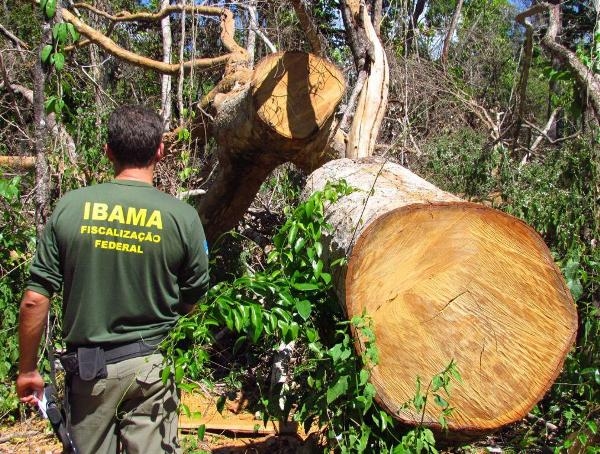 Medida do Ibama causa prejuzos ao setor de base florestal e  contestada na Justia 