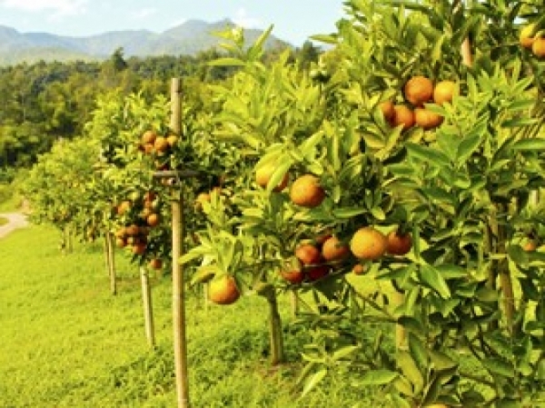 Brasileito rei da laranja quer virar rei das bananas