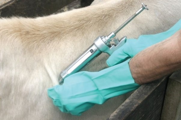 Pecuaristas devem se preparar para ltima etapa de vacinao