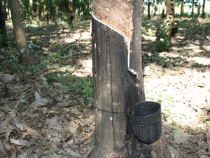 Leilo de Pepro para borracha negocia metade do lote ofertado por MT