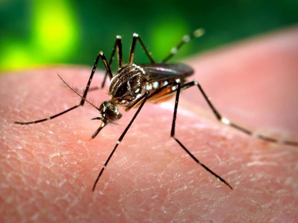 Mato Grosso tem o primeiro caso suspeito da febre chikungunya.