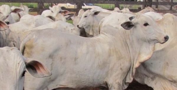 Propriedades de Mato Grosso recebem avaliao de livre de aftosa