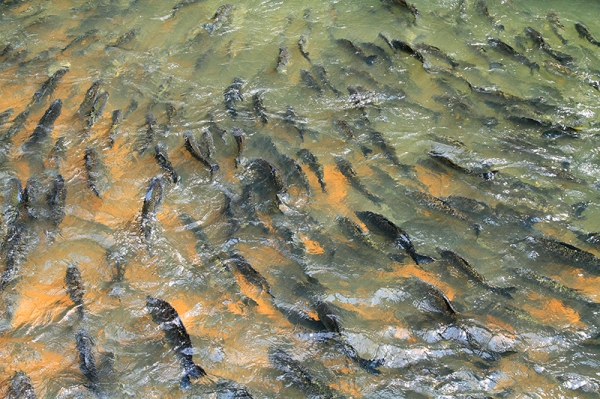 Perodo de proibio da pesca (Piracema 2015) vai at 28 de fevereiro