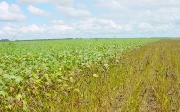 Mato Grosso altera o Vazio Sanitrio e proibe o plantio de soja 