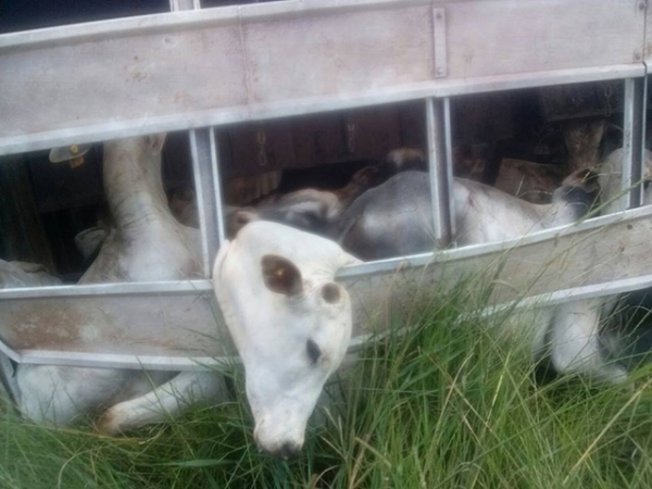 Carreta carregada de gado tomba prximo a Juara, deixa animais mortos