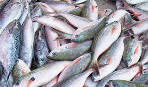 Governo busca investimentos para aumentar produo de pescado