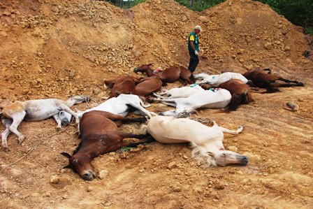 Doena do mormo j causou morte de 18 cavalos em Mato Grosso