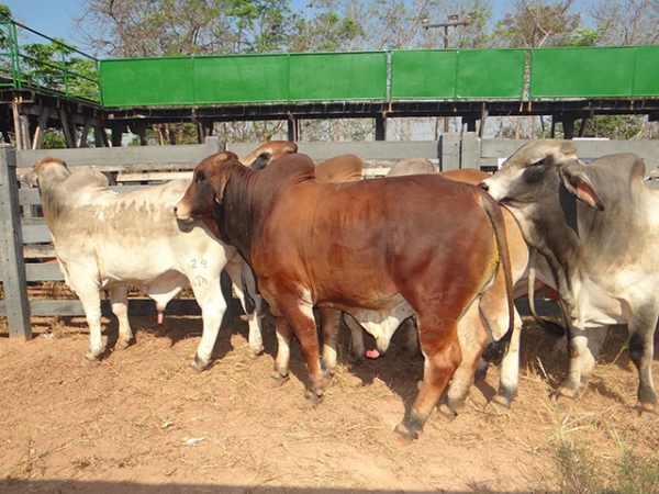 Expovale 2015 ter realizao de 05 grandes leiles de gado.