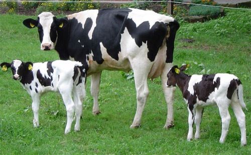 iLPF  tendncia entre produtores do Mato Grosso