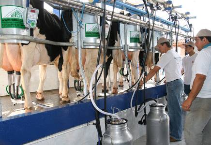 Produtor recebe mais pelo litro do leite produzido em Mato Grosso