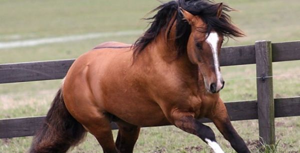 leo como fonte de energia para cavalos atletas