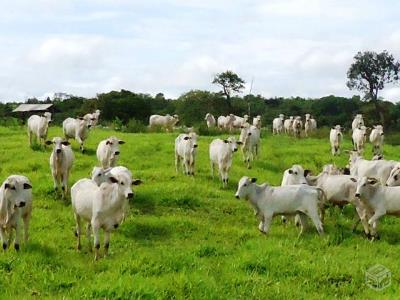 Exigncias nos mercados agropecurios da Argentina e Uruguai so referncias para MT