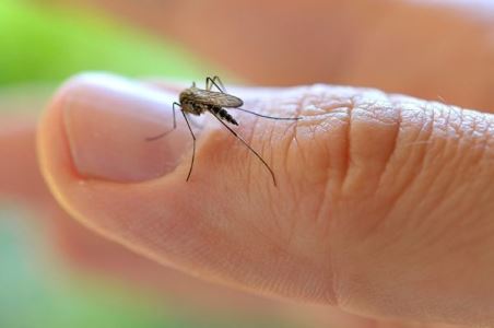 Mato Grosso j registra quase 100% no aumento de casos de dengue