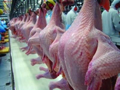 Mercado do frango vivo segue em alta, diz Consultoria