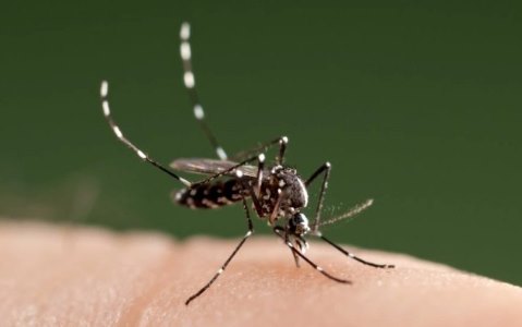 Mdica alerta sobre riscos da febre Zika em Mato Grosso 