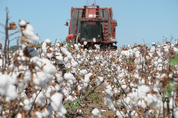 Insumos deixam mais cara produo do algodo em Mato Grosso