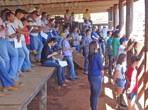 Famlia Conte realiza Caf com Boi, para mostrar os animais do leilo Joo Conte e Convidados.