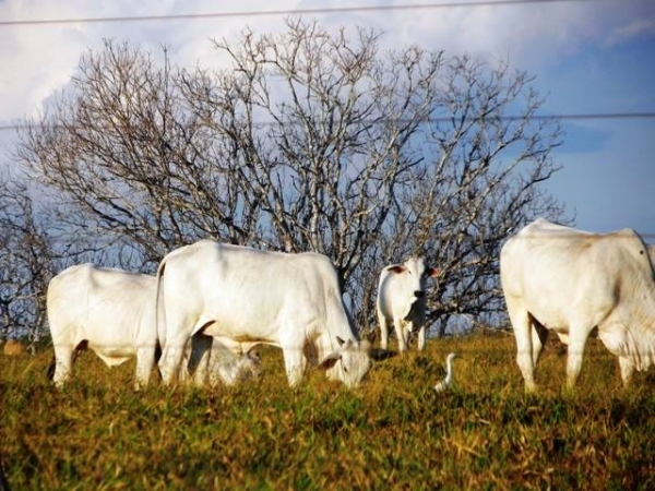 Pecuria poder confirmar crescimento de 83% no Valor Bruto da Produo