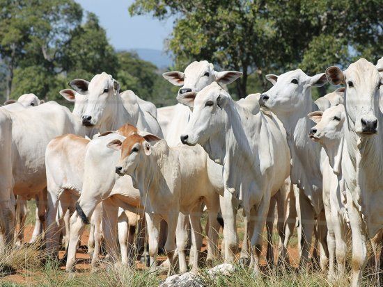 Pecuaristas querem ICMS cobrado sobre o valor da operao e no da pauta