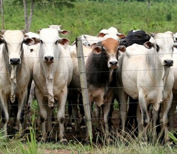 Mato Grosso mantm registros acima de R$100 para arroba do goi gordo