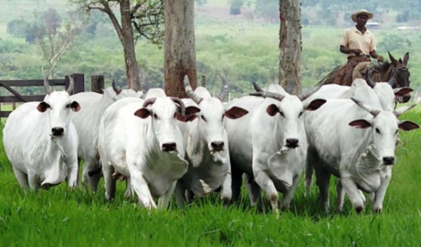 Custo operacional do sistema de cria sobe em Mato Grosso