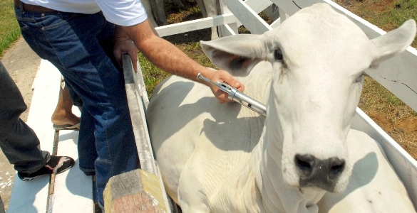 Pecuaristas de MT imunizam 99,82% dos bovinos contra a aftosa