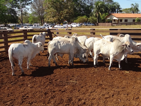 Alta do dlar abre novos mercados para a carne de Mato Grosso