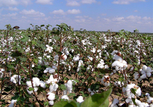 Mato Grosso tem potencial para cultivar 1 milho de hectares de trigo