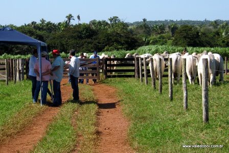 Pecuaristas e acadmicos discutem futuro de produo no Estado