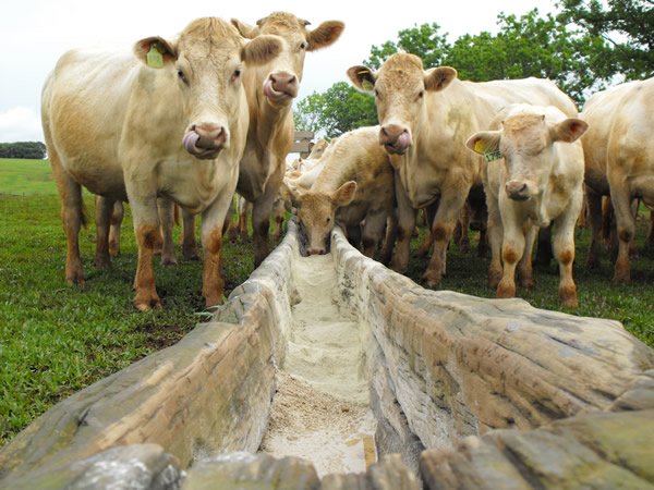 Sal mineral deve ser dado para os bovinos o ano todo