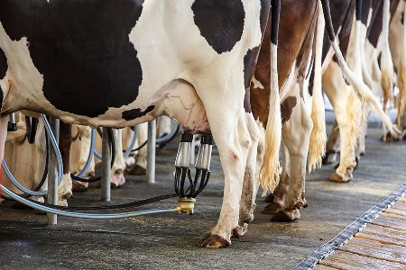 Cenrio internacional afeta preo do leite em Mato Grosso