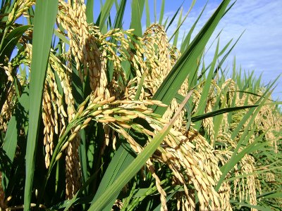 Aumenta preo do arroz em casca no Mato Grosso