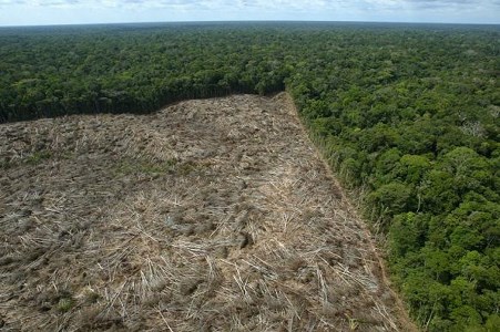 Em 25 anos, planeta perdeu superfcie florestal do tamanho da frica do Sul