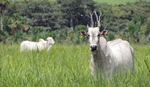 Congresso aprova prioridade de pagamento a pecuaristas no caso de falncia de frigorfico