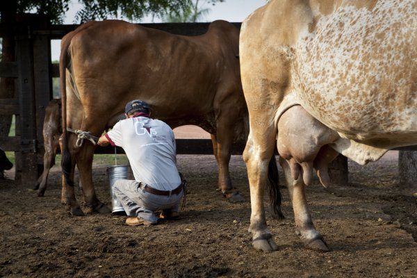 Produo de leite est em decadncia por desestmulo em Mato Grosso