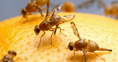 Ministrio anuncia R$ 2 milhes para combate  mosca-das-frutas