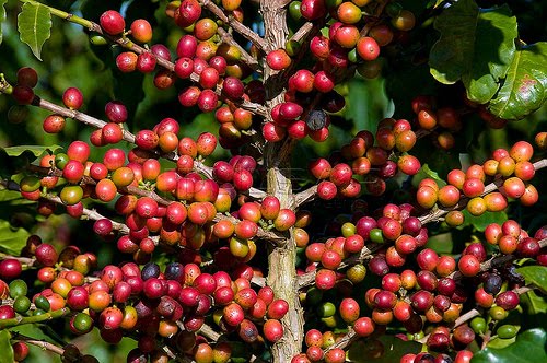 Governo de Mato Grosso vai incentivar produo de caf