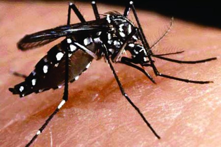 Sade confirma primeiro caso de Zika Vrus no estado