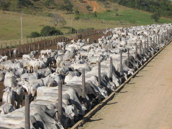 Entrega de bovinos confinados em MT ganha ritmo